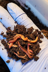 Red Wiggler Composting Worms