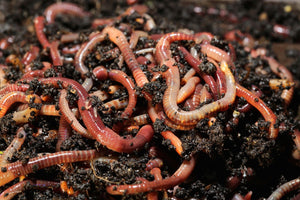 Red Wiggler Composting Worms